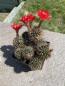 Preview: Lobivia hertrichiana